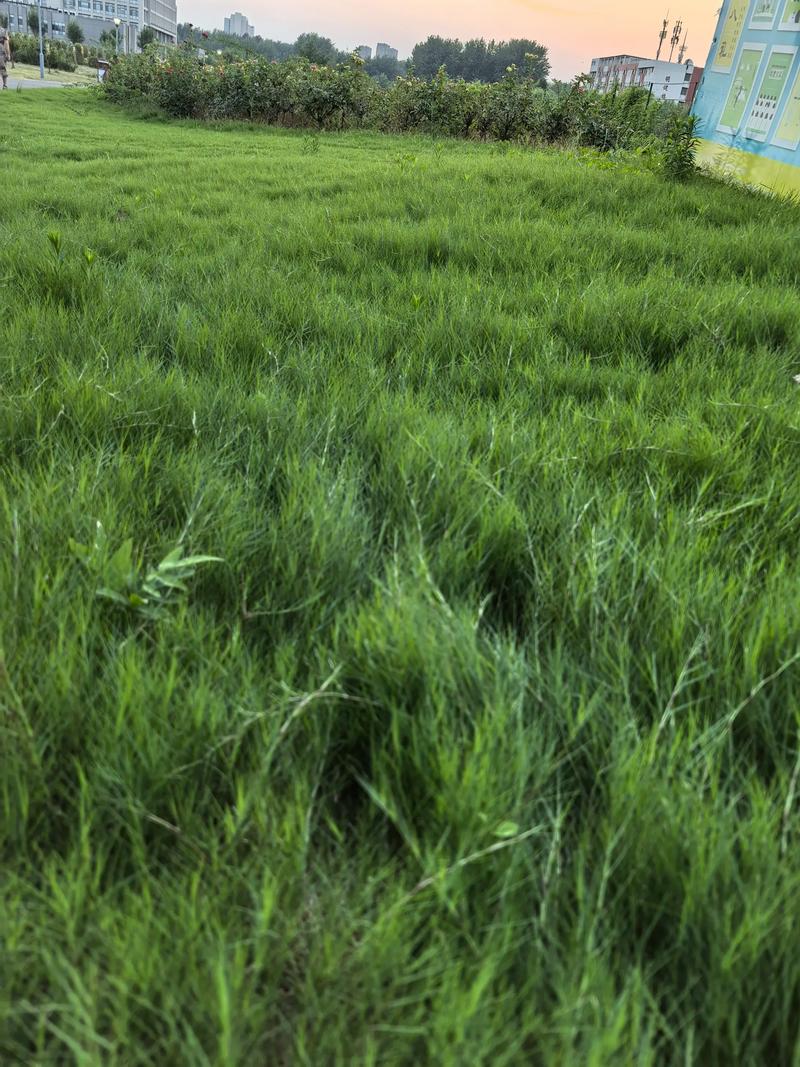 一、山地放牧对牧草的基本要求