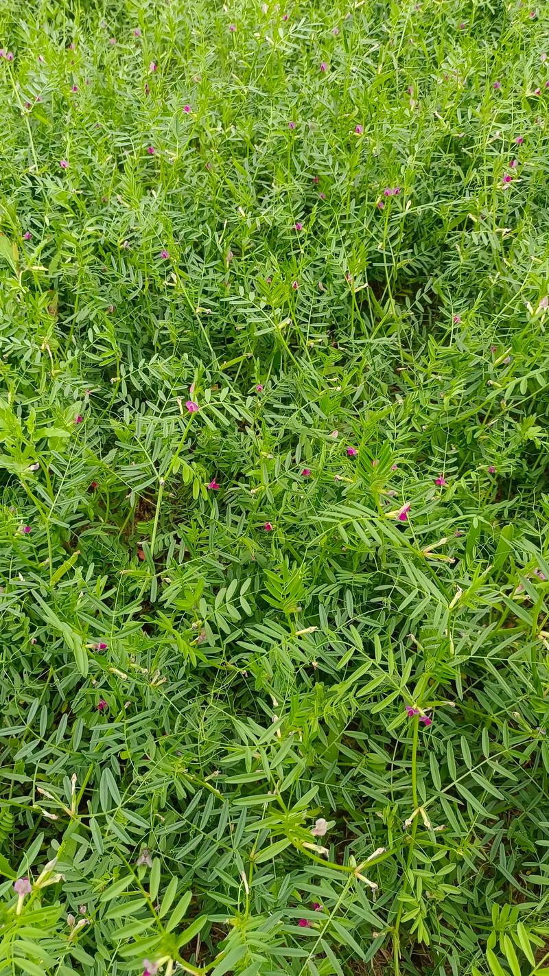 三、混播方案：打造稳定放牧草场