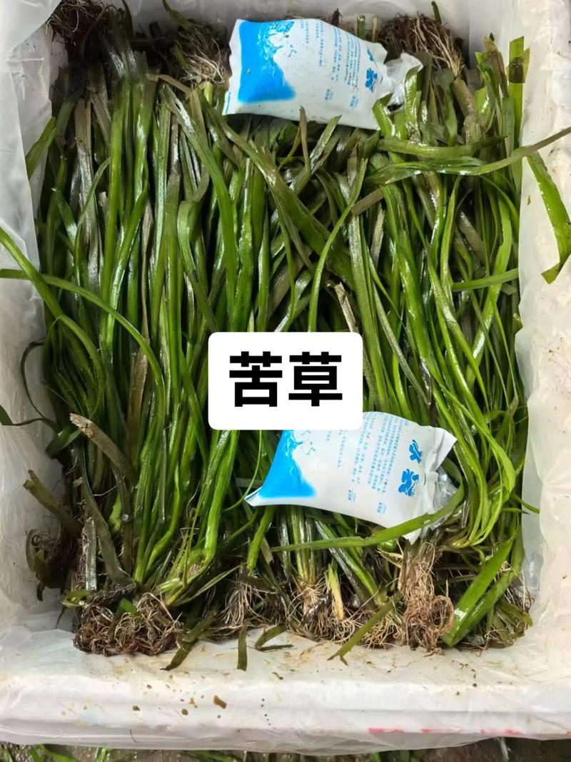 苦草多少钱一平米?2025年最新价格参考与采购指南 综合价格影响因素一览表