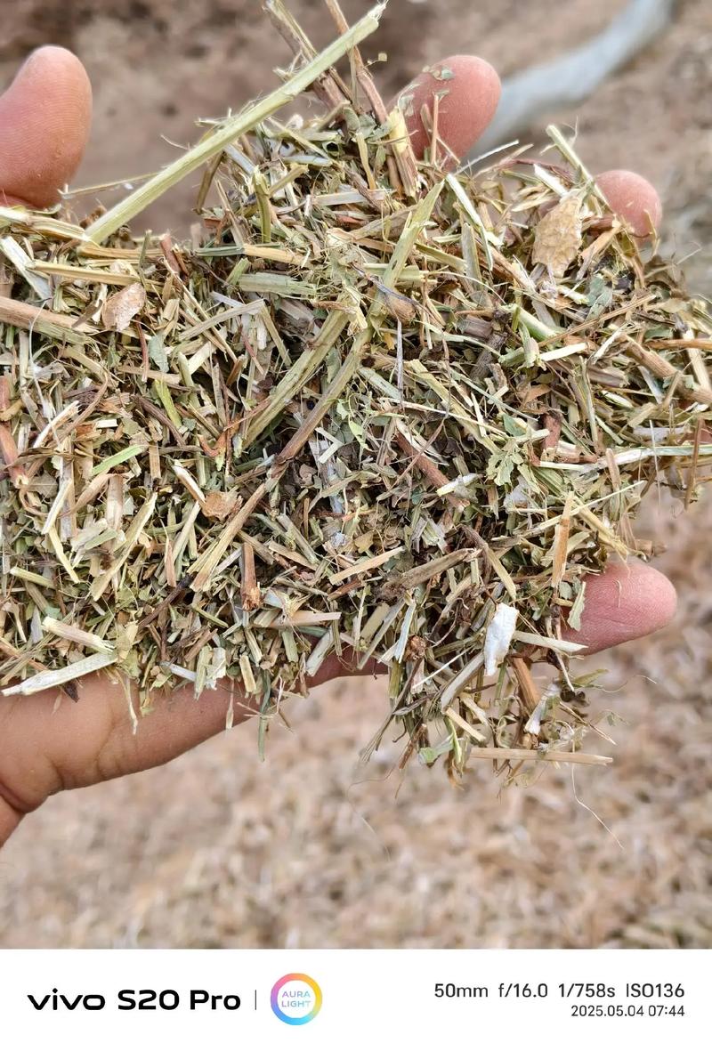 苦草多少钱一平米?2025年最新价格参考与采购指南 咨询指南:获取精准报价