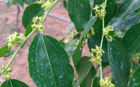 枣树开花期打什么药帮助坐果？科学保果全攻略