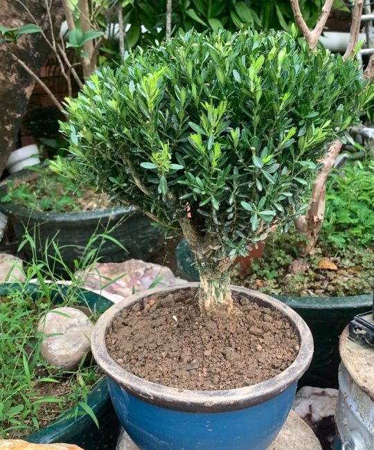 黄杨树在家里养好吗？庭院盆栽的养护要点与场景适配分析