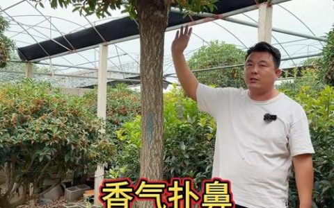 丹桂一年开几次花？什么时候开花？完整花期与养护指南