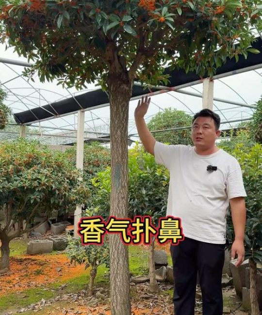 丹桂一年开几次花？什么时候开花？完整花期与养护指南