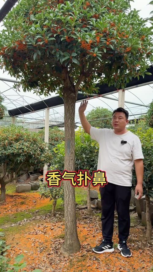 丹桂一年开几次花？什么时候开花？