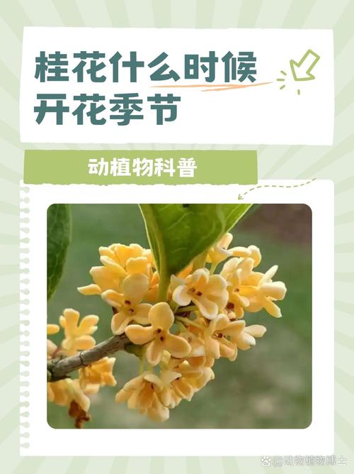 花期、果期与观赏期详解