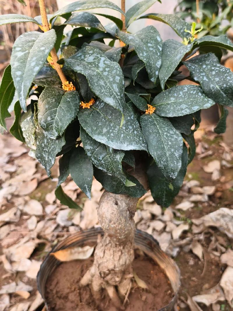 影响丹桂开花的关键因素