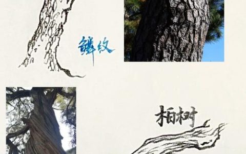 松树与柏树区别及庭院选购移栽全攻略（树形·遮荫·规格·养护）