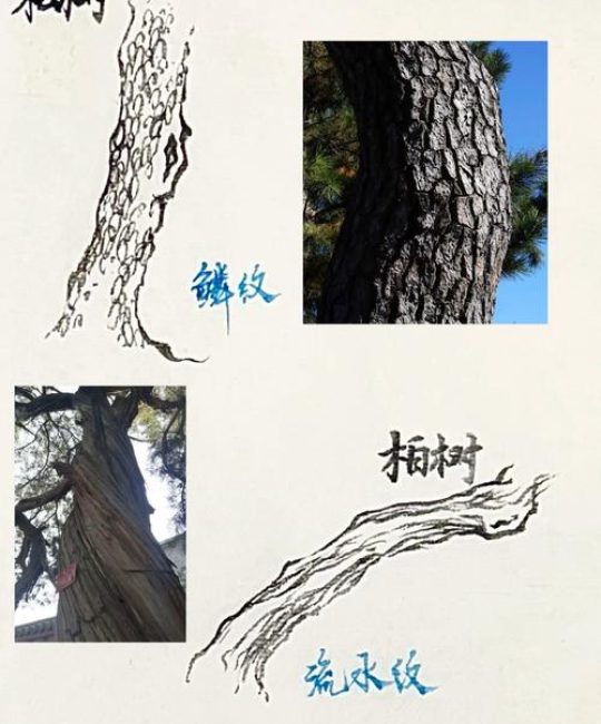 松树与柏树区别及庭院选购移栽全攻略（树形·遮荫·规格·养护）