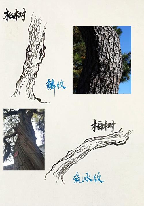 松树与柏树区别及庭院选购移栽全攻略(树形·遮荫·规格·养护) 松树与柏树区别及庭院选购移栽全攻略(树形·遮荫·规格·养护)