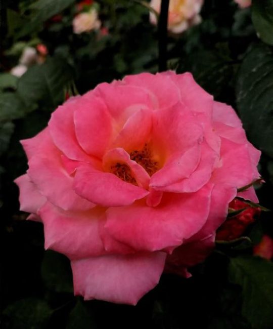 北京市的市花是什么花？详解月季的植物学特征与园林应用