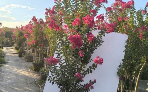 百日红树苗15公分价格多少钱？规格、产地、季节影响报价详情