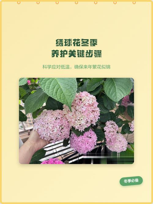 绣球花过冬需要剪枝吗?一文讲清冬季修剪与养护要点 换盆/田间管理:休眠期换盆建议在早春进行