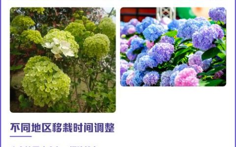 绣球花移植什么时候最好？专家详解最佳时机与操作全攻略
