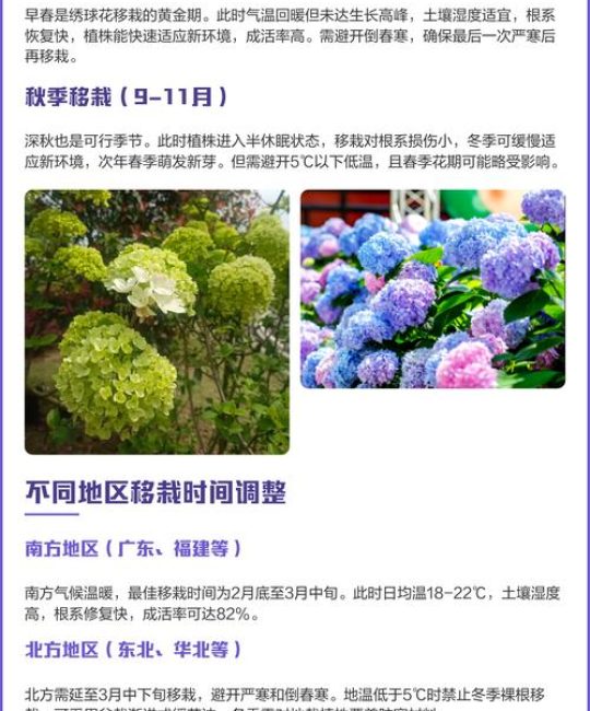 绣球花移植什么时候最好？专家详解最佳时机与操作全攻略
