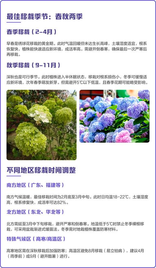 绣球花移植什么时候最好?专家详解最佳时机与操作全攻略 绣球花基础档案