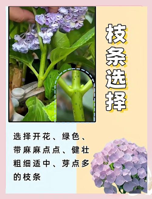 绣球花移植什么时候最好?专家详解最佳时机与操作全攻略 移植后的光照与水肥方案
