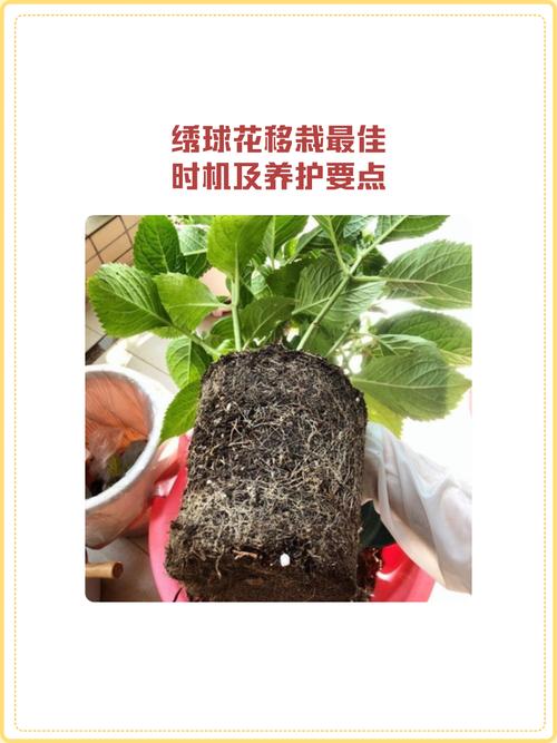 绣球花移植什么时候最好?专家详解最佳时机与操作全攻略 修剪促花与移植的协同管理