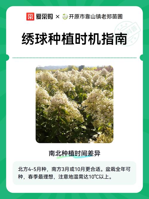 绣球花移植什么时候最好?专家详解最佳时机与操作全攻略 常见误区与纠正