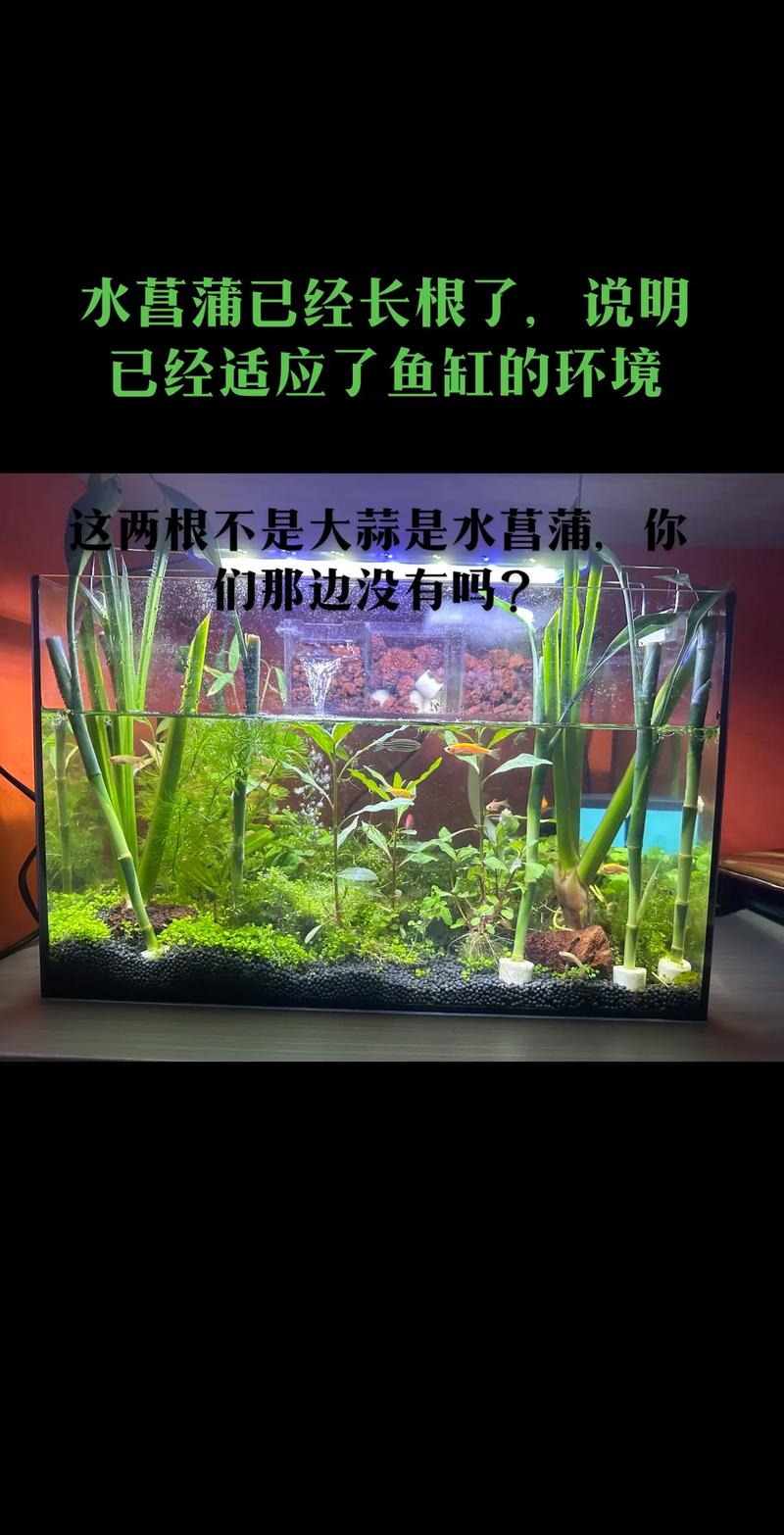 草缸里适合养什么鱼?新手到进阶都能参考的草缸选鱼指南 六、总结