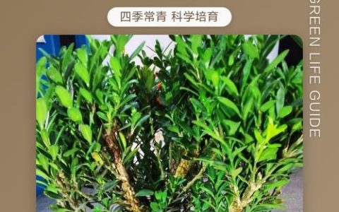 黄杨木怎么养？从浇水到换盆，家庭养护全攻略