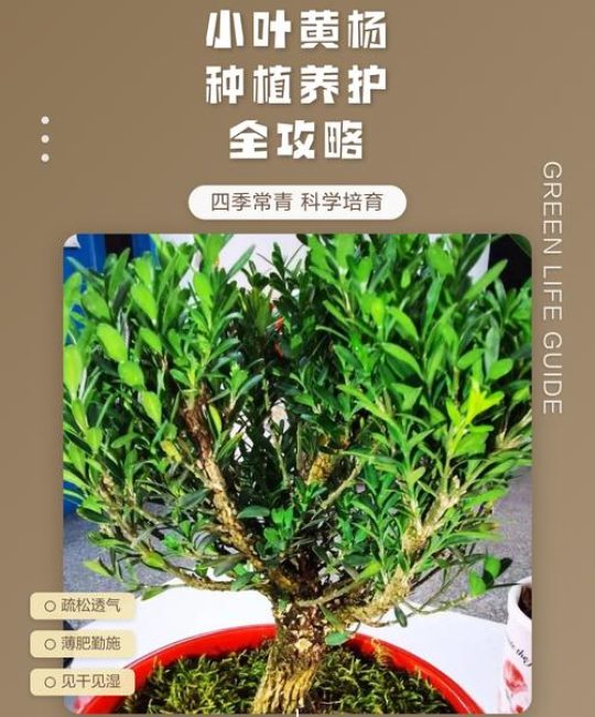 黄杨木怎么养？从浇水到换盆，家庭养护全攻略
