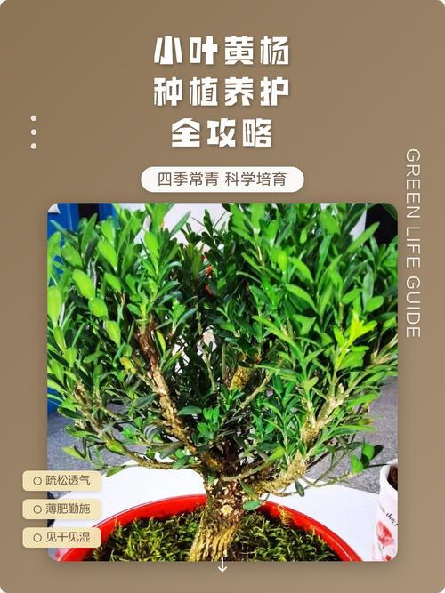 黄杨木怎么养?从浇水到换盆,家庭养护全攻略 黄杨木怎么养?从浇水到换盆,家庭养护全攻略