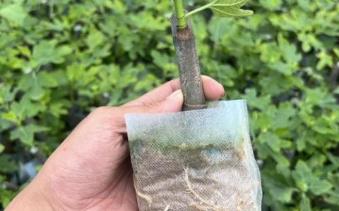 无花果移栽时间和方法：提高成活率的7个关键步骤