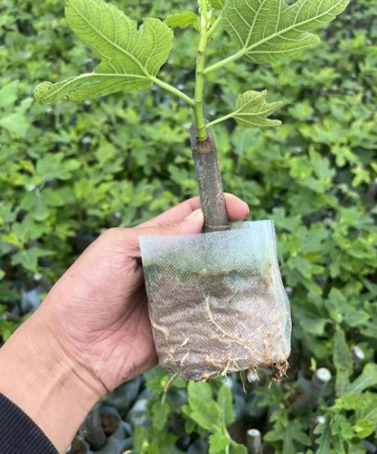 无花果移栽时间和方法：提高成活率的7个关键步骤
