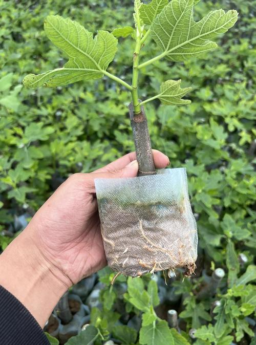 无花果移栽时间和方法：提高成活率的7个关键步骤