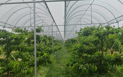 樱桃种植条件和区域详解：2026年大樱桃栽培指南