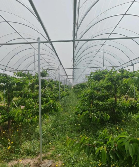 樱桃种植条件和区域详解：2026年大樱桃栽培指南