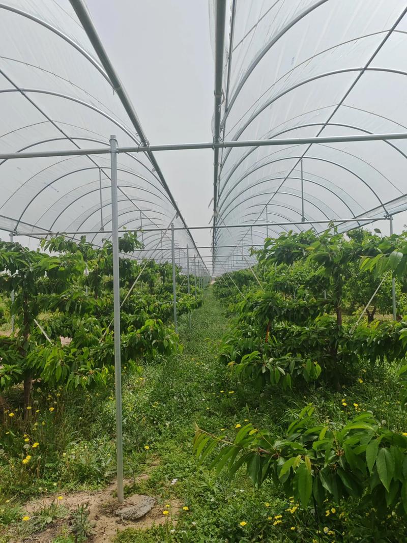 樱桃种植条件和区域详解：2026年大樱桃栽培指南