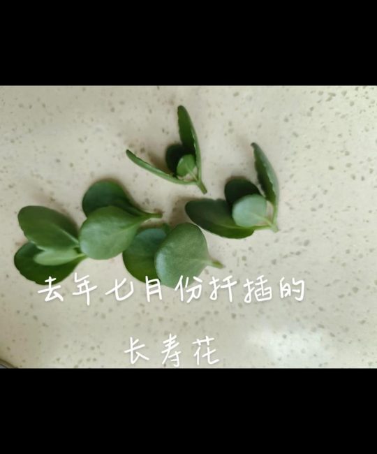 长寿花重新扦插后怎么养？从浇水到换盆，一篇讲透新苗养护要点