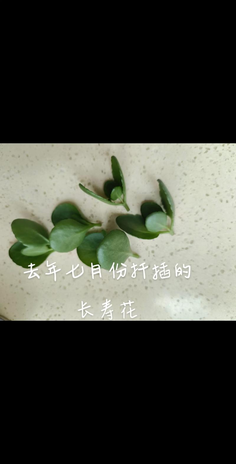长寿花重新扦插后怎么养?从浇水到换盆,一篇讲透新苗养护要点 长寿花重新扦插后怎么养?从浇水到换盆,一篇讲透新苗养护要点
