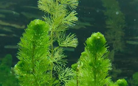 什么是沉水植物？——水下森林的生态奥秘与养护全指南