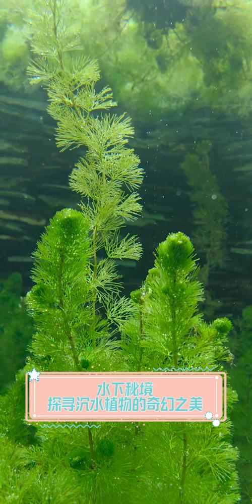 什么是沉水植物?——水下森林的生态奥秘与养护全指南 什么是沉水植物?——水下森林的生态奥秘与养护全指南