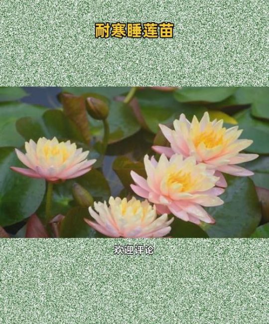 睡莲苗在哪里买？一套科学评估供应商的完整流程