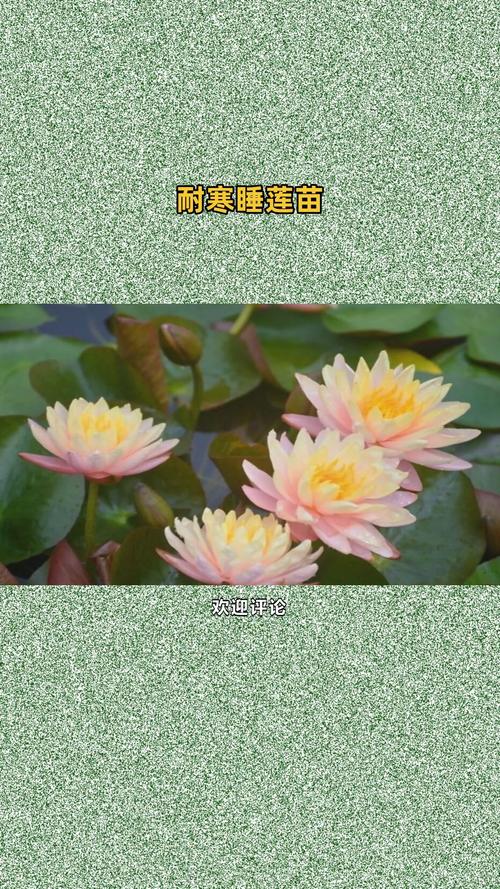 睡莲苗在哪里买?一套科学评估供应商的完整流程 明确采购需求与渠道初筛