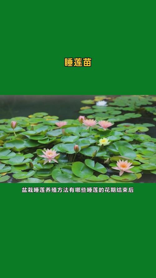 睡莲苗在哪里买?一套科学评估供应商的完整流程 品种真实性核查:形态与数据库双验证