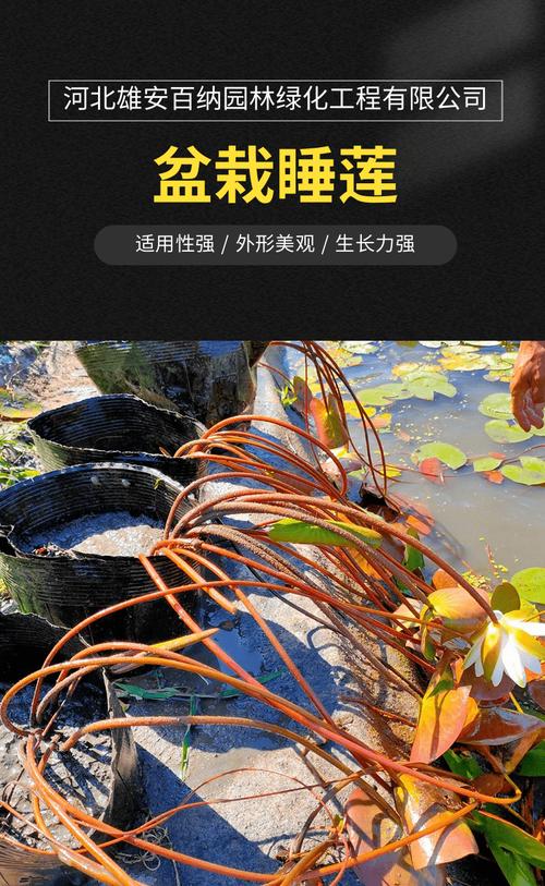 睡莲苗在哪里买?一套科学评估供应商的完整流程 运输包装与装车方案