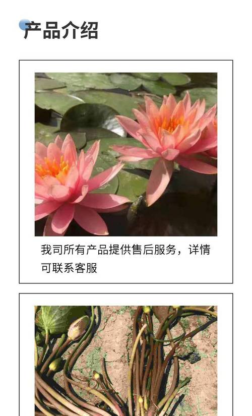 睡莲苗在哪里买?一套科学评估供应商的完整流程 检疫合规审核