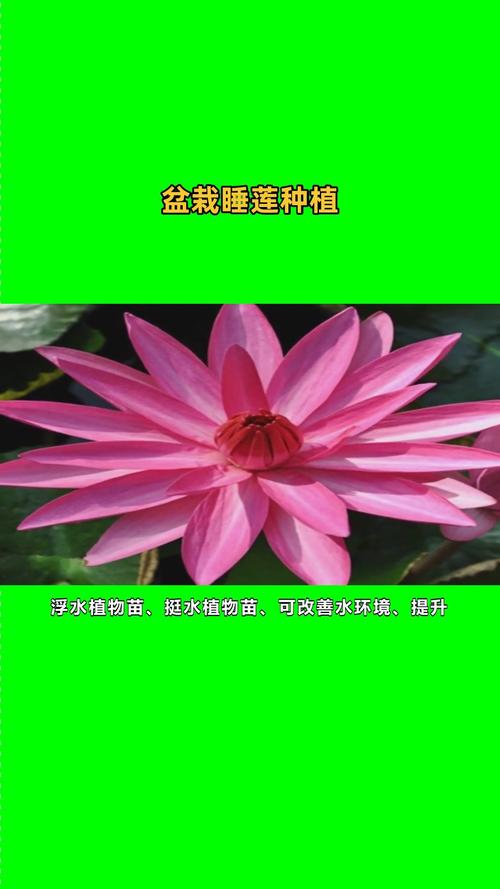 睡莲苗在哪里买?一套科学评估供应商的完整流程 售后补苗政策须书面化