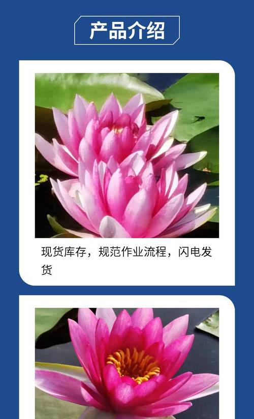 睡莲苗在哪里买?一套科学评估供应商的完整流程 常见错误排查