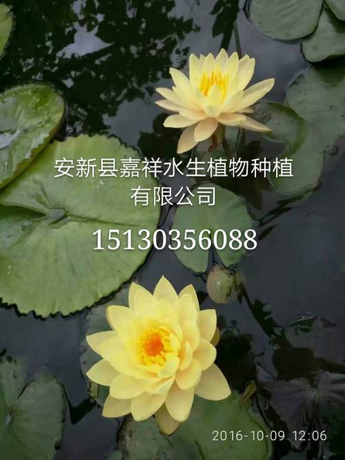 睡莲苗在哪里买?一套科学评估供应商的完整流程 总结