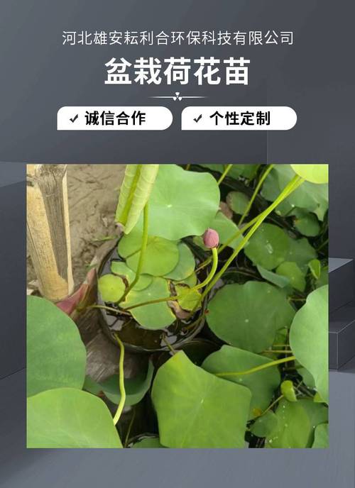 睡莲苗在哪里买?一套科学评估供应商的完整流程 常见问题解答