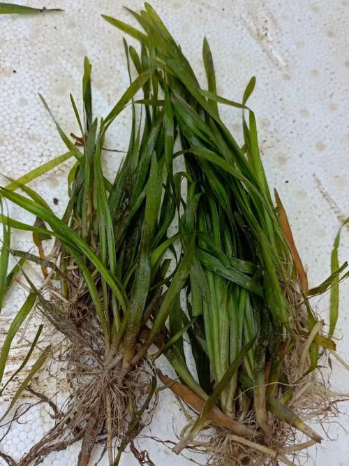 苦草的意义与用途:沉水植物在水景与生态中的核心价值 识别要点