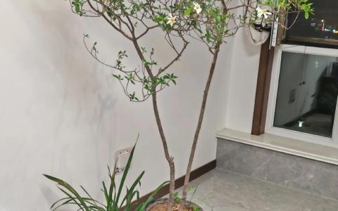 海岛栀子花的养殖方法和注意事项