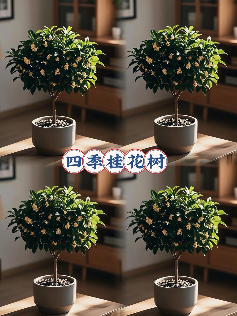 第三步：根系状态评估与运输装车方案审核