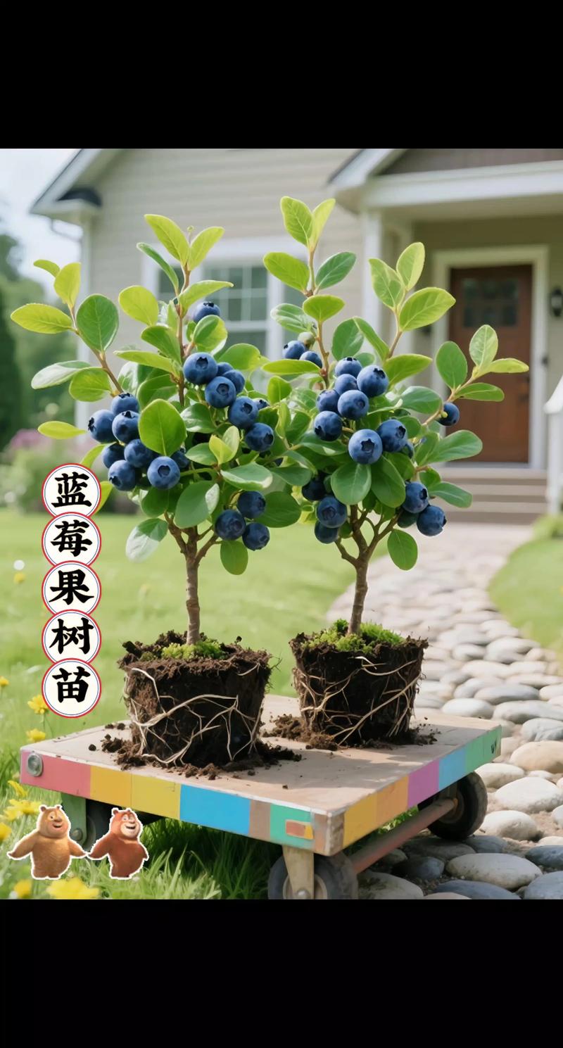 定植后第2年挂果,第5年进入盛果期